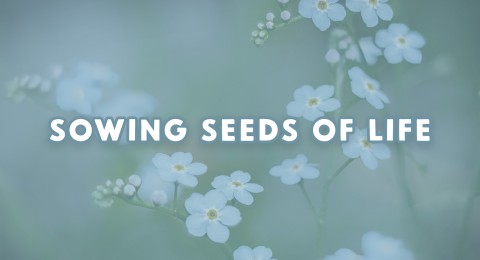 Sowing_Seeds_Blog